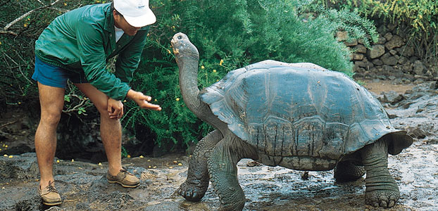 Galapagos Giant Tortoise