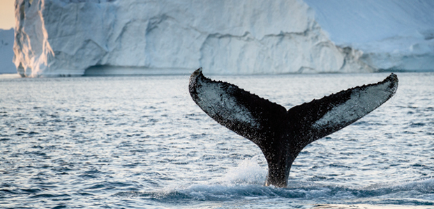 Greenland Whales