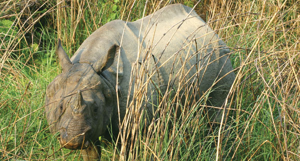 Chitwan national park